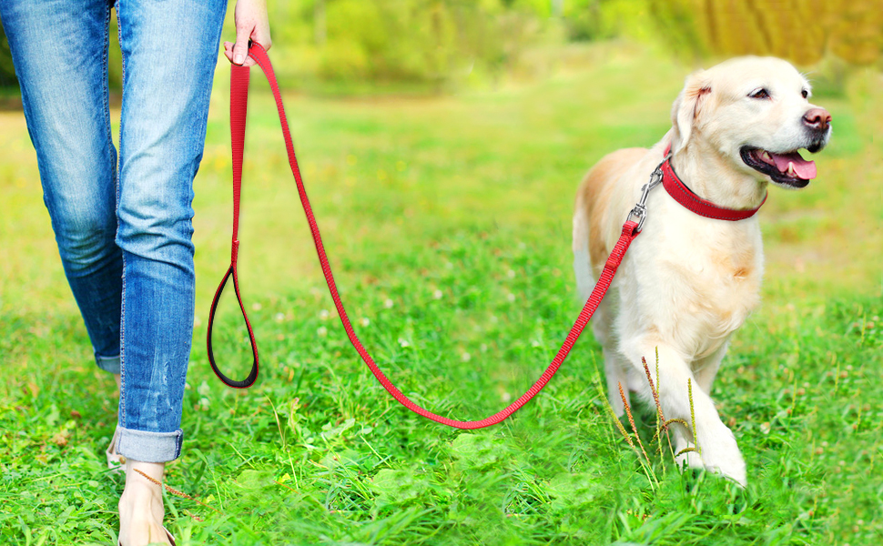 The best yet affordable CBD oil products for dogs