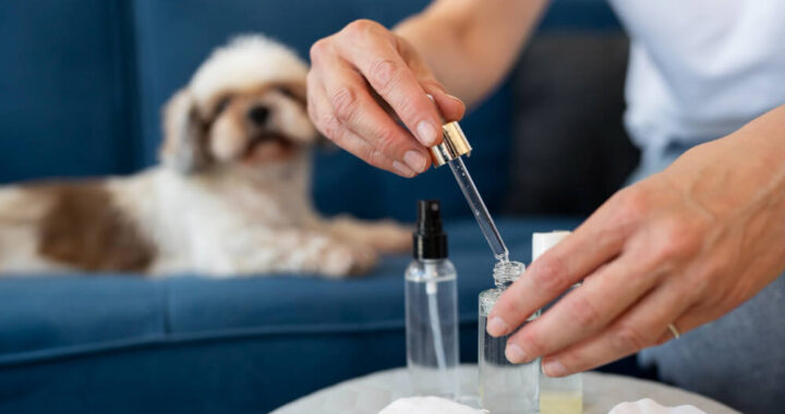 CBD for Dog