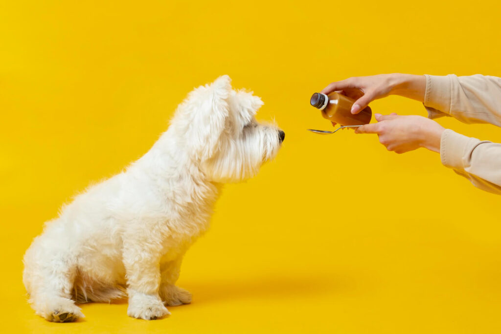Best CBD oil for Dog