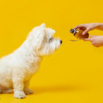 Best CBD oil for Dog