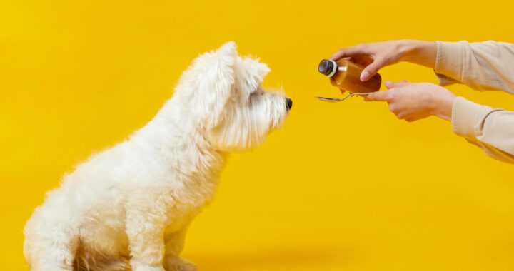 The best yet affordable CBD oil products for dogs